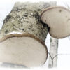 Koivunpökkelökääpä (Fomitopsis betulina) 100g – luonnollinen terveyden ja puutarhan hyvinvoinnin lähde - Image 2