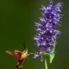 Aniisi-hiidiisop 100g - Image 3