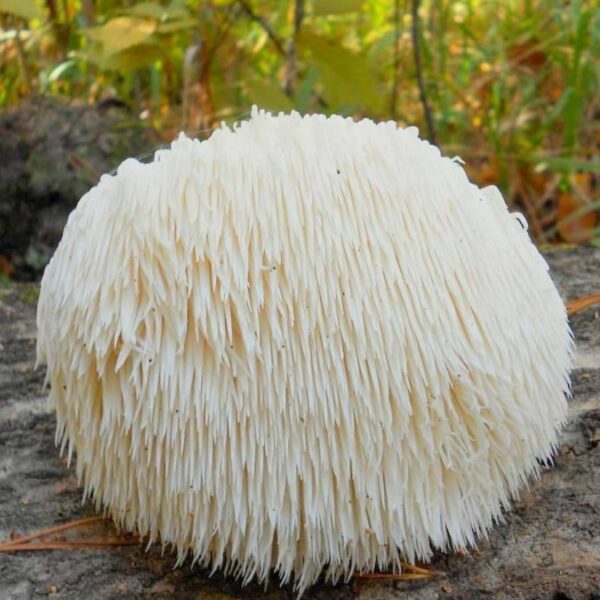 Poudre de Crinière de Lion (Hericium erinaceus) 75g – Image 2