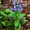Lungwort Herb 100g - Image 3
