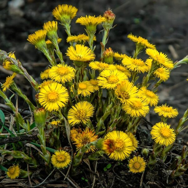 Coltsfoot Flowers 50g - Image 2